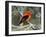 Male Scarlet Tanager-Adam Jones-Framed Photographic Print