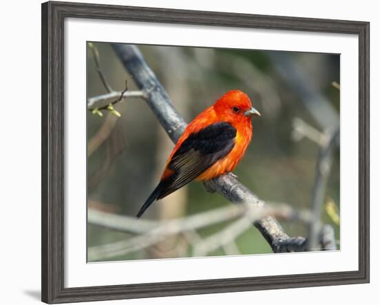 Male Scarlet Tanager-Adam Jones-Framed Photographic Print