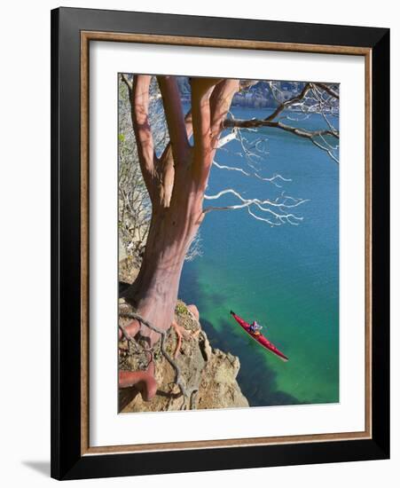 Male Sea Kayaker Paddling Under Madrona Tree (Arbutus Menziesii) in Chuckanut Bay, Washington, USA-Gary Luhm-Framed Photographic Print