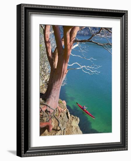 Male Sea Kayaker Paddling Under Madrona Tree (Arbutus Menziesii) in Chuckanut Bay, Washington, USA-Gary Luhm-Framed Photographic Print