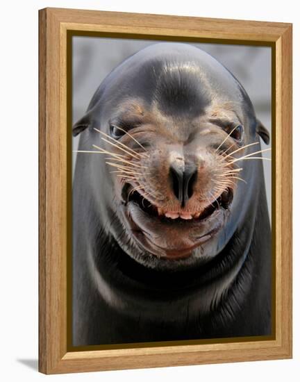 Male Sea Lion Performs 'smiling' During a Show at Kamogawa Sea Wolrd in Kamogawa, Japan-null-Framed Premier Image Canvas