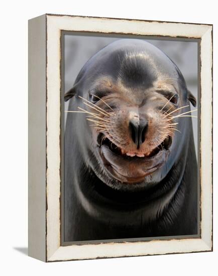 Male Sea Lion Performs 'smiling' During a Show at Kamogawa Sea Wolrd in Kamogawa, Japan-null-Framed Premier Image Canvas