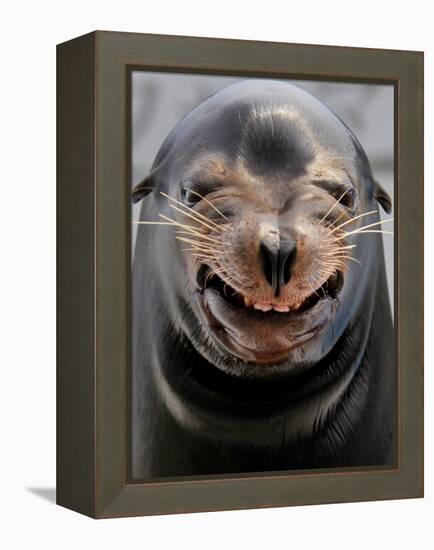 Male Sea Lion Performs 'smiling' During a Show at Kamogawa Sea Wolrd in Kamogawa, Japan-null-Framed Premier Image Canvas