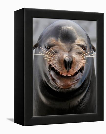 Male Sea Lion Performs 'smiling' During a Show at Kamogawa Sea Wolrd in Kamogawa, Japan-null-Framed Premier Image Canvas