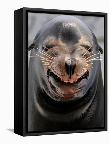 Male Sea Lion Performs 'smiling' During a Show at Kamogawa Sea Wolrd in Kamogawa, Japan-null-Framed Premier Image Canvas