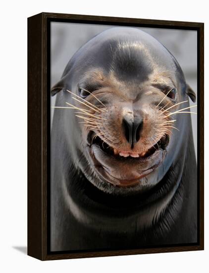 Male Sea Lion Performs 'smiling' During a Show at Kamogawa Sea Wolrd in Kamogawa, Japan-null-Framed Premier Image Canvas