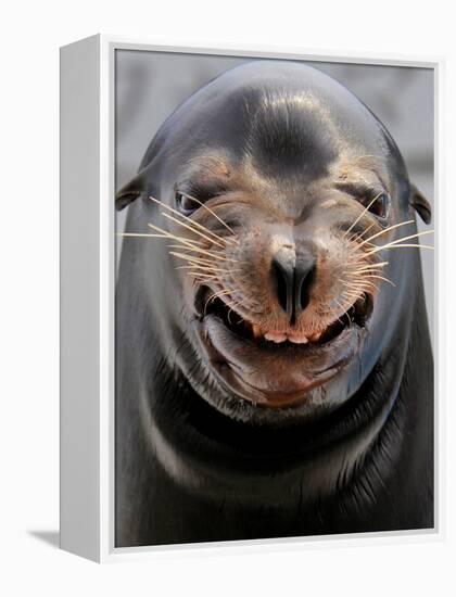 Male Sea Lion Performs 'smiling' During a Show at Kamogawa Sea Wolrd in Kamogawa, Japan-null-Framed Premier Image Canvas