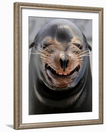 Male Sea Lion Performs 'smiling' During a Show at Kamogawa Sea Wolrd in Kamogawa, Japan-null-Framed Photographic Print