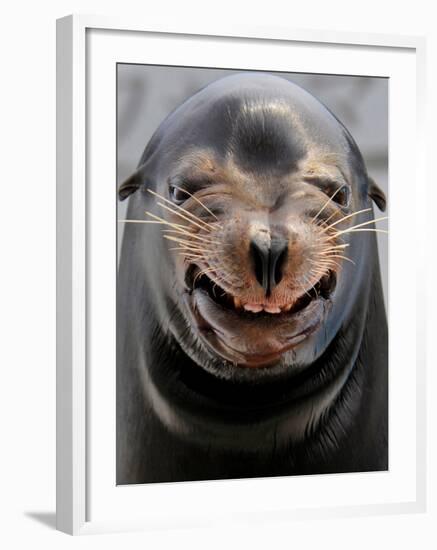 Male Sea Lion Performs 'smiling' During a Show at Kamogawa Sea Wolrd in Kamogawa, Japan-null-Framed Photographic Print