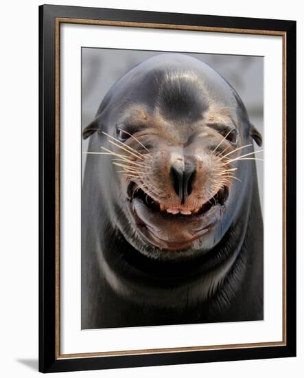 Male Sea Lion Performs 'smiling' During a Show at Kamogawa Sea Wolrd in Kamogawa, Japan-null-Framed Photographic Print