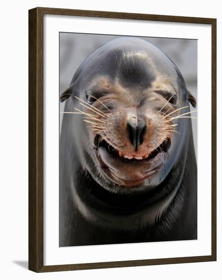 Male Sea Lion Performs 'smiling' During a Show at Kamogawa Sea Wolrd in Kamogawa, Japan-null-Framed Photographic Print