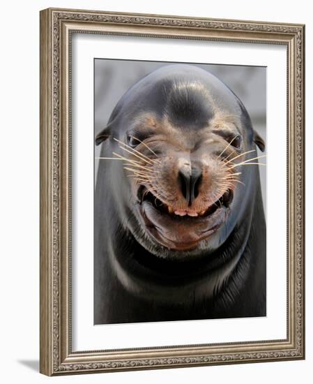 Male Sea Lion Performs 'smiling' During a Show at Kamogawa Sea Wolrd in Kamogawa, Japan-null-Framed Photographic Print