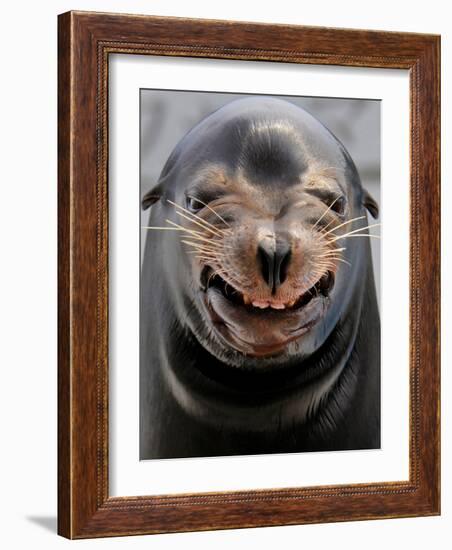 Male Sea Lion Performs 'smiling' During a Show at Kamogawa Sea Wolrd in Kamogawa, Japan-null-Framed Photographic Print