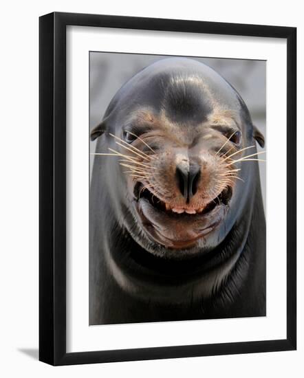 Male Sea Lion Performs 'smiling' During a Show at Kamogawa Sea Wolrd in Kamogawa, Japan-null-Framed Photographic Print