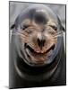 Male Sea Lion Performs 'smiling' During a Show at Kamogawa Sea Wolrd in Kamogawa, Japan-null-Mounted Photographic Print