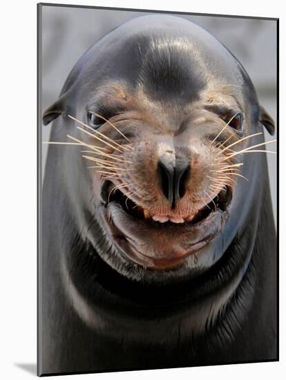 Male Sea Lion Performs 'smiling' During a Show at Kamogawa Sea Wolrd in Kamogawa, Japan-null-Mounted Photographic Print