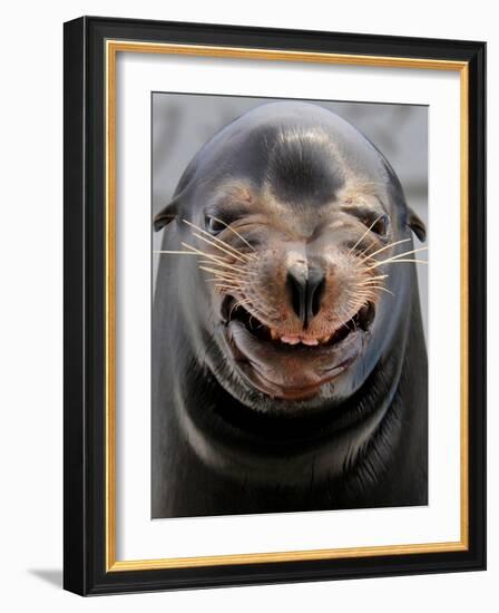 Male Sea Lion Performs 'smiling' During a Show at Kamogawa Sea Wolrd in Kamogawa, Japan-null-Framed Photographic Print