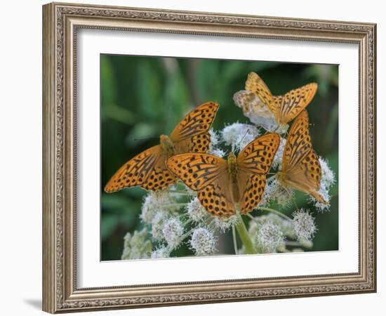 Male Silver-washed fritillary butterflies on wildflower-Jussi Murtosaari-Framed Photographic Print