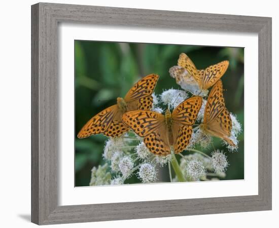 Male Silver-washed fritillary butterflies on wildflower-Jussi Murtosaari-Framed Photographic Print