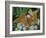 Male Silver-washed fritillary butterflies on wildflower-Jussi Murtosaari-Framed Photographic Print