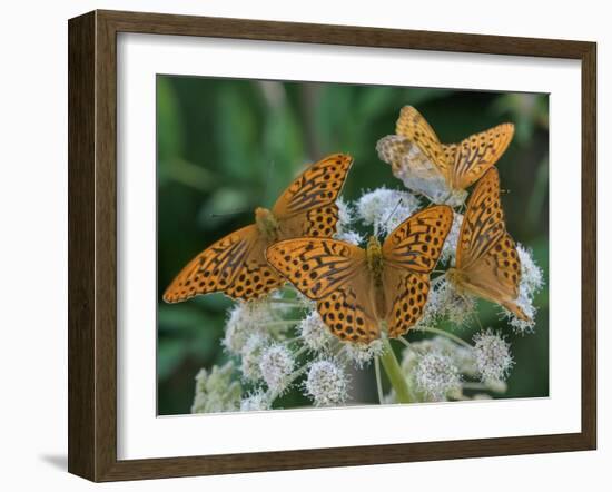 Male Silver-washed fritillary butterflies on wildflower-Jussi Murtosaari-Framed Photographic Print