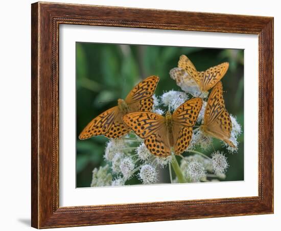 Male Silver-washed fritillary butterflies on wildflower-Jussi Murtosaari-Framed Photographic Print