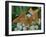 Male Silver-washed fritillary butterflies on wildflower-Jussi Murtosaari-Framed Photographic Print