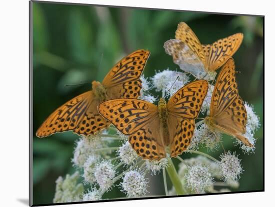 Male Silver-washed fritillary butterflies on wildflower-Jussi Murtosaari-Mounted Photographic Print