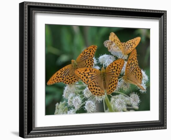 Male Silver-washed fritillary butterflies on wildflower-Jussi Murtosaari-Framed Photographic Print