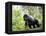 Male Silverback Mountain Gorilla Knuckle Walking, Volcanoes National Park, Rwanda, Africa-Eric Baccega-Framed Premier Image Canvas