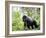 Male Silverback Mountain Gorilla Knuckle Walking, Volcanoes National Park, Rwanda, Africa-Eric Baccega-Framed Photographic Print