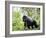 Male Silverback Mountain Gorilla Knuckle Walking, Volcanoes National Park, Rwanda, Africa-Eric Baccega-Framed Photographic Print