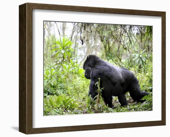 Male Silverback Mountain Gorilla Knuckle Walking, Volcanoes National Park, Rwanda, Africa-Eric Baccega-Framed Photographic Print