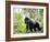 Male Silverback Mountain Gorilla Knuckle Walking, Volcanoes National Park, Rwanda, Africa-Eric Baccega-Framed Photographic Print