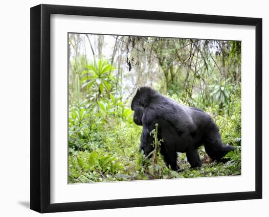 Male Silverback Mountain Gorilla Knuckle Walking, Volcanoes National Park, Rwanda, Africa-Eric Baccega-Framed Photographic Print