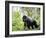 Male Silverback Mountain Gorilla Knuckle Walking, Volcanoes National Park, Rwanda, Africa-Eric Baccega-Framed Photographic Print