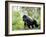 Male Silverback Mountain Gorilla Knuckle Walking, Volcanoes National Park, Rwanda, Africa-Eric Baccega-Framed Photographic Print