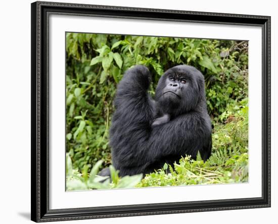 Male Silverback Mountain Gorilla Looking Up, Volcanoes National Park, Rwanda, Africa-Eric Baccega-Framed Photographic Print