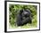 Male Silverback Mountain Gorilla Looking Up, Volcanoes National Park, Rwanda, Africa-Eric Baccega-Framed Photographic Print