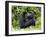 Male Silverback Mountain Gorilla Looking Up, Volcanoes National Park, Rwanda, Africa-Eric Baccega-Framed Photographic Print