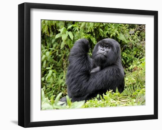 Male Silverback Mountain Gorilla Looking Up, Volcanoes National Park, Rwanda, Africa-Eric Baccega-Framed Photographic Print