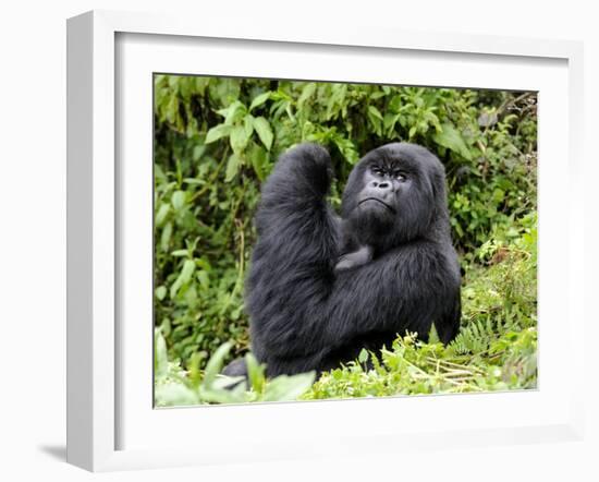 Male Silverback Mountain Gorilla Looking Up, Volcanoes National Park, Rwanda, Africa-Eric Baccega-Framed Photographic Print