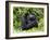 Male Silverback Mountain Gorilla Looking Up, Volcanoes National Park, Rwanda, Africa-Eric Baccega-Framed Photographic Print