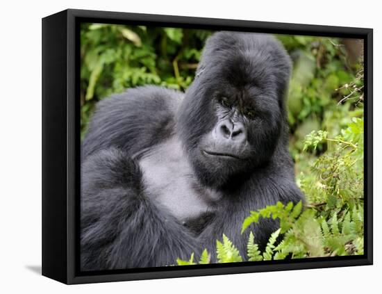 Male Silverback Mountain Gorilla Resting, Volcanoes National Park, Rwanda, Africa-Eric Baccega-Framed Premier Image Canvas