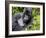 Male Silverback Mountain Gorilla Resting, Volcanoes National Park, Rwanda, Africa-Eric Baccega-Framed Photographic Print