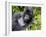 Male Silverback Mountain Gorilla Resting, Volcanoes National Park, Rwanda, Africa-Eric Baccega-Framed Photographic Print