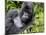 Male Silverback Mountain Gorilla Resting, Volcanoes National Park, Rwanda, Africa-Eric Baccega-Mounted Photographic Print