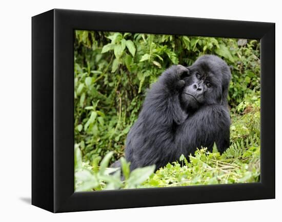 Male Silverback Mountain Gorilla Scratching Face, Volcanoes National Park, Rwanda, Africa-Eric Baccega-Framed Premier Image Canvas