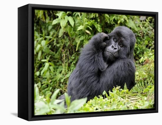 Male Silverback Mountain Gorilla Scratching Face, Volcanoes National Park, Rwanda, Africa-Eric Baccega-Framed Premier Image Canvas