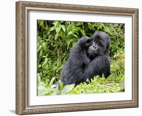 Male Silverback Mountain Gorilla Scratching Face, Volcanoes National Park, Rwanda, Africa-Eric Baccega-Framed Photographic Print